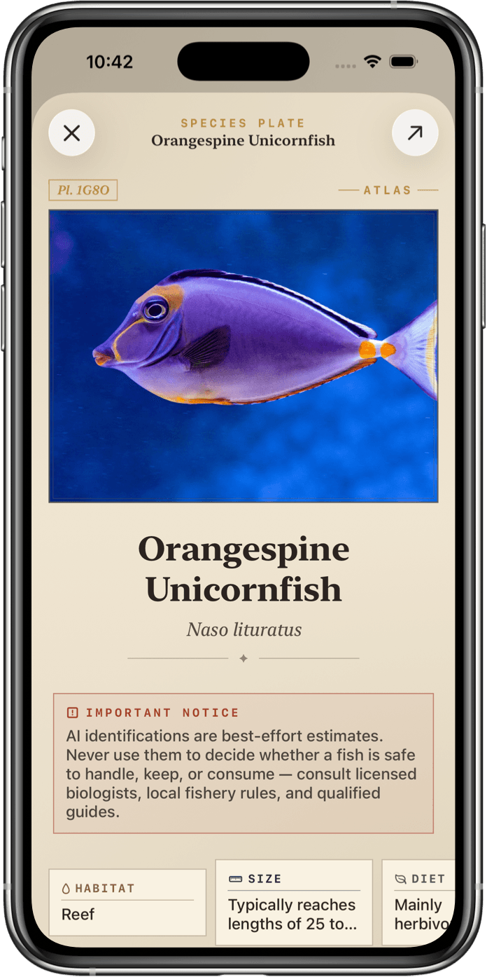 Fish Identifier app showing an identified fish species plate